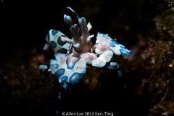 Harlequin Crab by snoot. by Allen Lee 